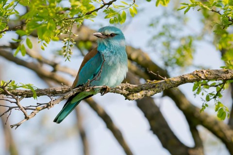 European Roller (Coracias garrulus) perched on a branch, Puszta, Hungary