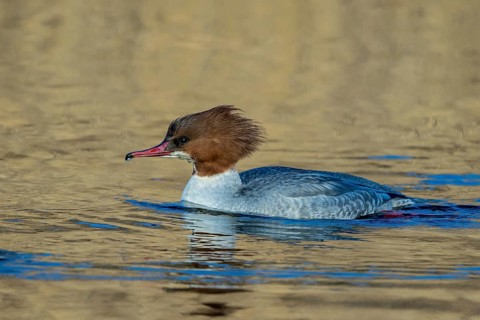 Common Merganser (Mergus merganser) female, Mecklenburg-Western Pomerania, Germany