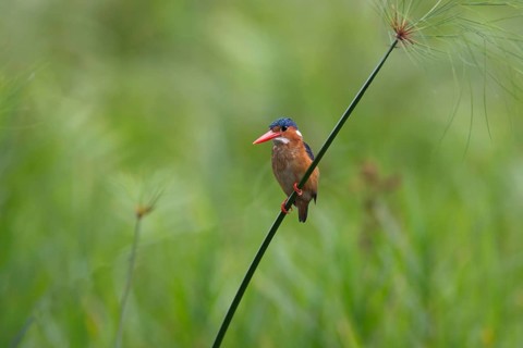 Malachite Kingfisher (Corythornis cristatus), Uganda