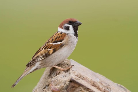 Eurasian Tree Sparrow - Feldsperling - Passer montanus ssp. montanus, adult, Kazakhstan