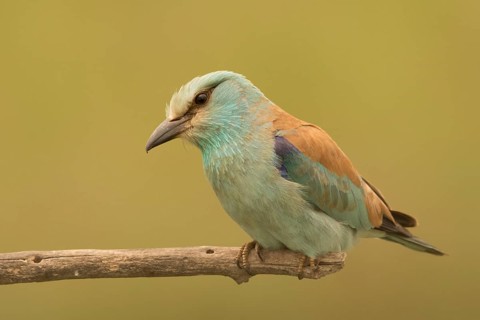 European Roller (Coracias garrulus) female perched on a branch, Serbia
