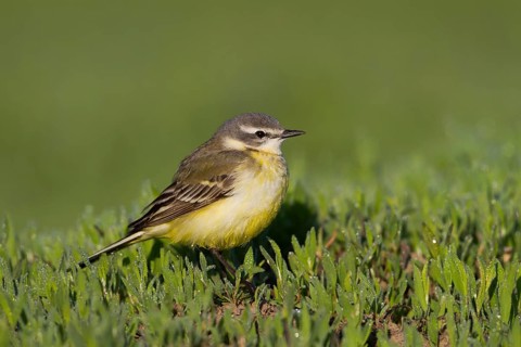 Sykes Wagtail - Schafstelze - Motacilla flava ssp. beema, Kazakhstan, adult female