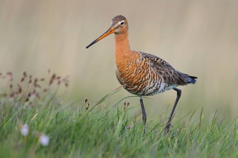 Black-tailed Godwit (Limosa limosa) walking in marsh, Texel, Netherlands