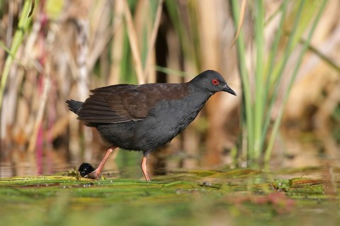 Spotless Crake (Porzana tabuensis), Victoria, Australia