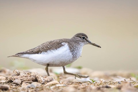 Common Sandpiper (Actitis hypoleucos), North Rhine-Westphalia, Germany