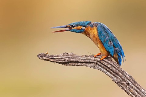 Common Kingfisher (Alcedo atthis) female calling, Saxony-Anhalt, Germany