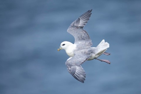 Northern Fulmar (Fulmarus glacialis) flying, Iceland