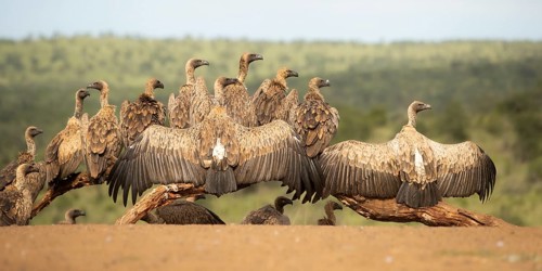 White-backed Vulture (Gyps africanus) group, South Africa