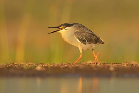 Striated Heron (Butorides striata) hunting, South Africa