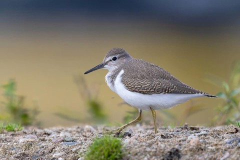 Common Sandpiper (Actitis hypoleucos), North Rhine-Westphalia, Germany