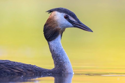 Great Crested Grebe (Podiceps cristatus), North Rhine-Westphalia, Germany