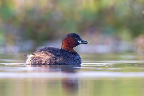 Little Grebe (Tachybaptus ruficollis), North Rhine-Westphalia, Germany