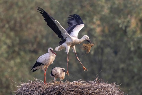 White Stork (Ciconia ciconia) adult with juveniles in nest, Netherlands