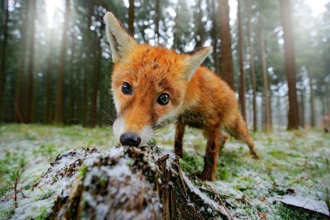 Red fox in the nature forest habitat wide angle lens picture. Animal with tree trunk with first