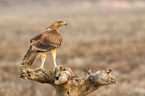 Bonelli's Eagle (Aquila fasciata) juvenile, Castile-La Mancha, Spain
