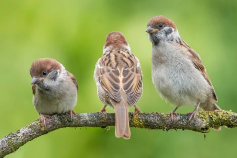 Eurasian Tree Sparrow (Passer montanus) juveniles perched on a branch, Lower Saxony, Germany