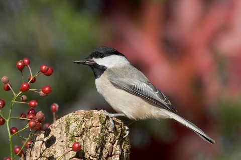 Carolina Chickadee Parus carolinensis Osage Hills State Park, Bartlesville, Oklahoma 1 December