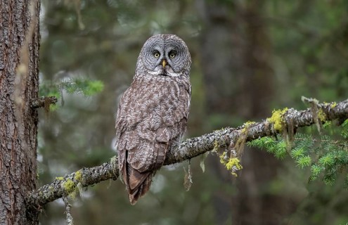 Great Grey Owl (Strix nebulosa) perched on a branch, British Columbia, Canada