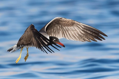 White-eyed Gull (Ichthyaetus leucophthalmus) flying, Eilat, Israel