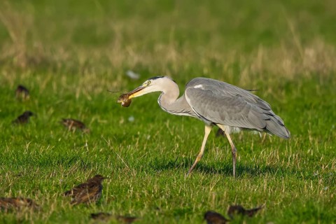 Grey Heron (Ardea cinerea) with mouse prey, North Rhine-Westphalia, Germany