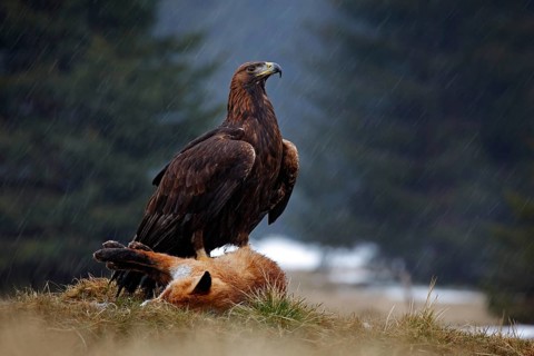 Golden Eagle, feeding on kill Red Fox in the forest during the rain