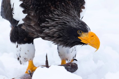 Steller's Sea Eagle (Haliaeetus pelagicus) feeding on a fish in the snow, Hokkaido, Japan