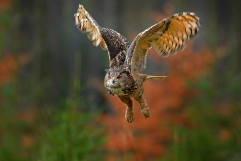 Flying Eurasian Eagle Owl, Bubo bubo, with open wings in forest habitat, orange autumn trees.