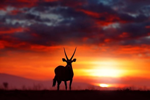 Oryx with orange sand dune evening sunset. Gemsbock large antelope in nature habitat, Sossusvlei,