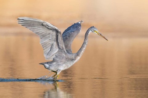Western Reef Heron (Egretta gularis), Eilat, Israel