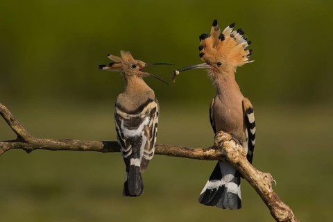 Eurasian Hoopoe (Upupa epops) pair passing food, Subotica, Serbia