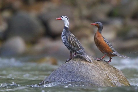 Torrent Duck (Merganetta armata) pair perched on a stone, Machu Piccu Area, Peru
