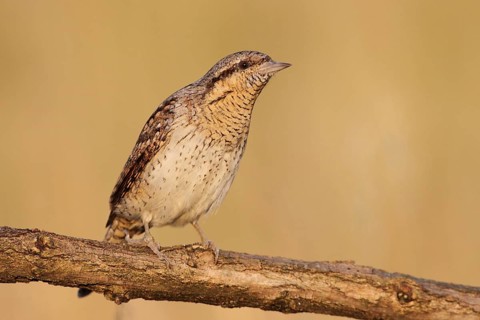 Eurasian Wryneck (Jynx torquilla), Baden-Wuerttemberg, Germany