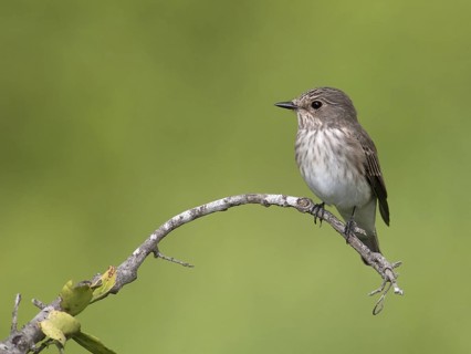 Spotted Flycatcher (Muscicapa striata), South Africa
