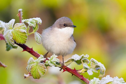 Lesser Whitethroat (Sylvia curruca), Baden-Wuerttemberg, Germany