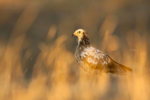 Egyptian Vulture (Neophron percnopterus), Castile-La Mancha, Spain