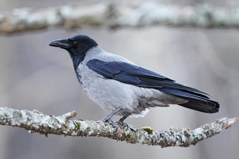 Hooded Crow (Corvus cornix), Hordaland, Norway