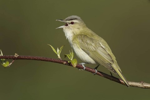 Red-eyed Vireo (Vireo olivaceus) singing, New York, USA