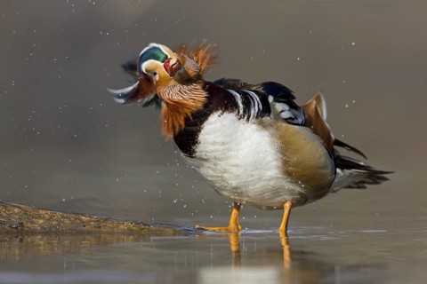 Mandarin Duck (Aix galericulata) male, Baden-Wuerttemberg, Germany