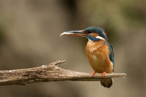 Ijsvogel vrouw met vangst voor jongen, Kingfisher with catch for juvenile