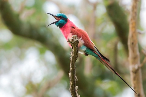 Northern Carmine Bee-eater (Merops nubicus) perched on a branch, Murchinson Falls National Park,