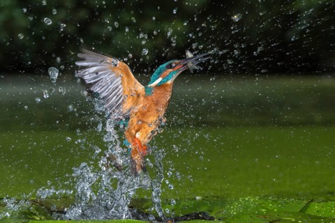 Common Kingfisher (Alcedo atthis) male fishing, Lower Saxony, Germany