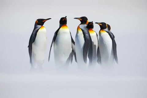 Group of penguin. Group of six King penguins, Aptenodytes patagonicus, going from white snow to sea