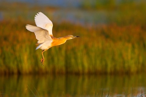 Squacco Heron (Ardeola ralloides) flying, Greece