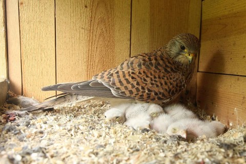 Common Kestrel (Falco tinnunculus) female and chicks in nest box, Lower Saxony, Germany