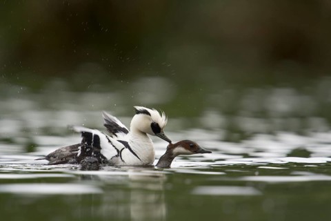 Smew (Mergellus albellus) pair mating, North Rhine-Westphalia, Germany