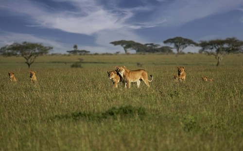 Löwe (Panthera leo), Löwenrudel mit Weibchen und Jungtieren zusammen in der Savanne, Serengeti