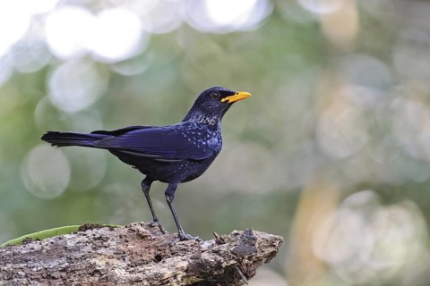 Blue Whistling Thrush (Myophonus caeruleus), Khao Yai National Park, Thailand