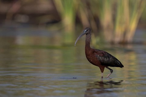 Glossy Ibis (Plegadis falcinellus) foraging in shallow water, Nechisar National Park, Ethiopia