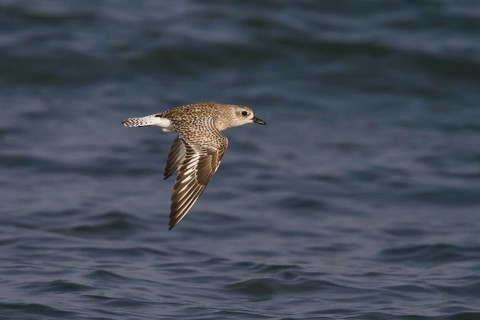 Grey Plover (Pluvialis squatarola) flying, Oman