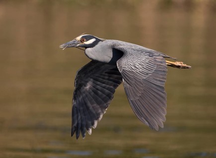 Yellow-crowned Night Heron (Nyctanassa violacea) male flying, Florida, USA